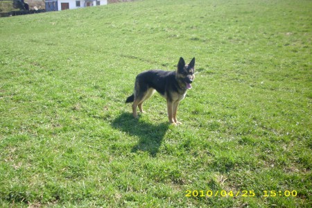 Nikita Val-bella-dog - Kežmarok