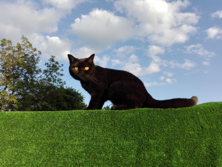 Bastet na cvičáku :)